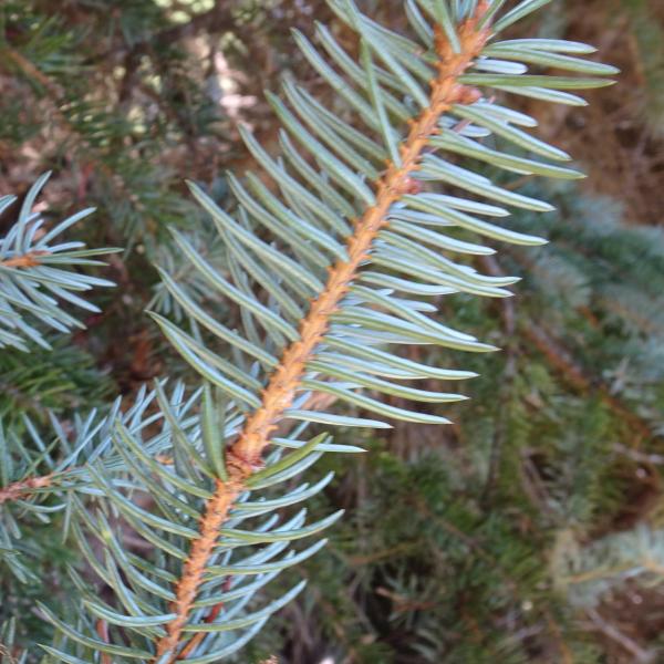 Picea pungens Engelm. [1879] [nn49309] par Alain Bigou le 04/09/2025 - Font-Romeu-Odeillo-Via