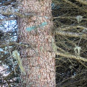 Picea pungens Engelm. [1879] [nn49309] par Alain Bigou le 04/09/2025 - Font-Romeu-Odeillo-Via