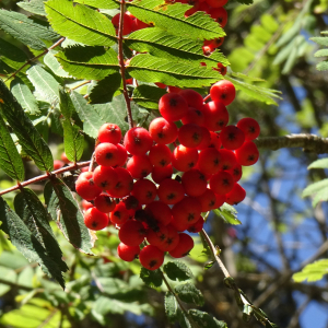 Sorbus aucuparia L. [1753] [nn65277] par Alain Bigou le 04/09/2025 - Font-Romeu-Odeillo-Via