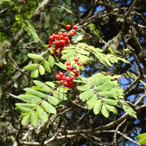 Sorbus aucuparia L. [1753] [nn65277] par Alain Bigou le 04/09/2025 - Font-Romeu-Odeillo-Via