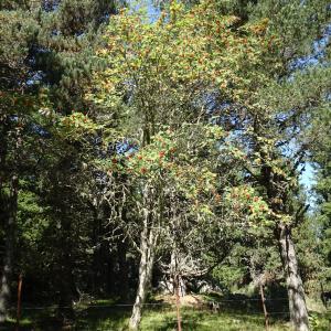 Sorbus aucuparia L. [1753] [nn65277] par Alain Bigou le 04/09/2025 - Font-Romeu-Odeillo-Via