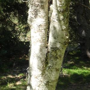 Sorbus aucuparia L. [1753] [nn65277] par Alain Bigou le 04/09/2025 - Font-Romeu-Odeillo-Via