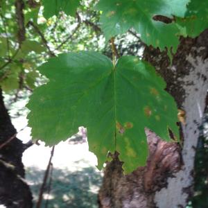 Acer pseudoplatanus L. [1753] [nn210] par Alain Bigou le 04/09/2025 - Font-Romeu-Odeillo-Via