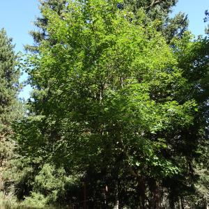 Acer pseudoplatanus L. [1753] [nn210] par Alain Bigou le 04/09/2025 - Font-Romeu-Odeillo-Via