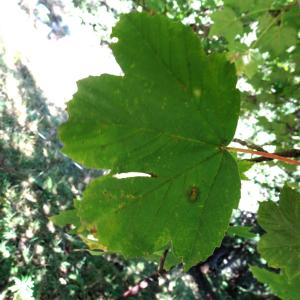Acer pseudoplatanus L. [1753] [nn210] par Alain Bigou le 04/09/2025 - Font-Romeu-Odeillo-Via