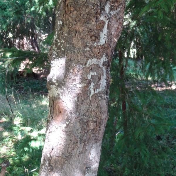 Acer pseudoplatanus L. [1753] [nn210] par Alain Bigou le 04/09/2025 - Font-Romeu-Odeillo-Via