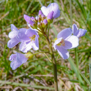 Cardamine pratensis L. [1753] [nn12929] par Francis Vayeur le 04/04/2020 - Forges-sur-Meuse