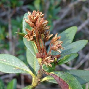 Rhododendron ferrugineum L. [1753] [nn75328] par Alain Bigou le 04/09/2025 - Font-Romeu-Odeillo-Via
