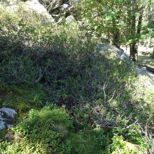 Rhododendron ferrugineum L. [1753] [nn75328] par Alain Bigou le 04/09/2025 - Font-Romeu-Odeillo-Via