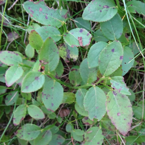 Vaccinium myrtillus L. [1753] [nn70489] par Alain Bigou le 04/09/2025 - Font-Romeu-Odeillo-Via