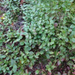 Vaccinium myrtillus L. [1753] [nn70489] par Alain Bigou le 04/09/2025 - Font-Romeu-Odeillo-Via