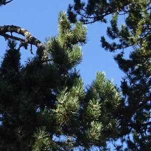 Pinus mugo subsp. uncinata (Ramond ex DC.) Domin [1936] [nn49661] par Alain Bigou le 04/09/2025 - Font-Romeu-Odeillo-Via