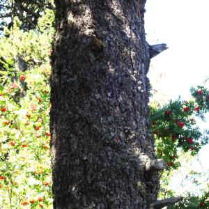 Pinus mugo subsp. uncinata (Ramond ex DC.) Domin [1936] [nn49661] par Alain Bigou le 04/09/2025 - Font-Romeu-Odeillo-Via