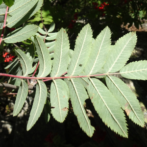 Sorbus aucuparia L. [1753] [nn65277] par Alain Bigou le 04/09/2025 - Font-Romeu-Odeillo-Via