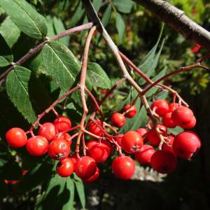 Sorbus aucuparia L. [1753] [nn65277] par Alain Bigou le 04/09/2025 - Font-Romeu-Odeillo-Via