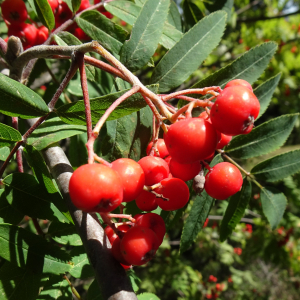 Sorbus aucuparia L. [1753] [nn65277] par Alain Bigou le 04/09/2025 - Font-Romeu-Odeillo-Via