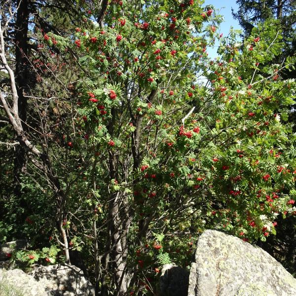 Sorbus aucuparia L. [1753] [nn65277] par Alain Bigou le 04/09/2025 - Font-Romeu-Odeillo-Via