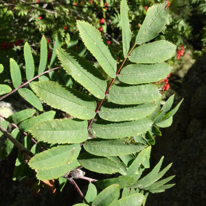 Sorbus aucuparia L. [1753] [nn65277] par Alain Bigou le 04/09/2025 - Font-Romeu-Odeillo-Via