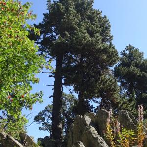 Pinus mugo subsp. uncinata (Ramond ex DC.) Domin [1936] [nn49661] par Alain Bigou le 04/09/2025 - Font-Romeu-Odeillo-Via