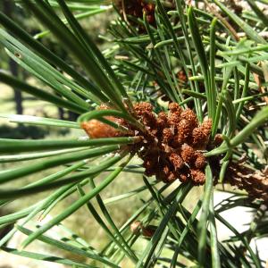 Pinus mugo subsp. uncinata (Ramond ex DC.) Domin [1936] [nn49661] par Alain Bigou le 04/09/2025 - Font-Romeu-Odeillo-Via