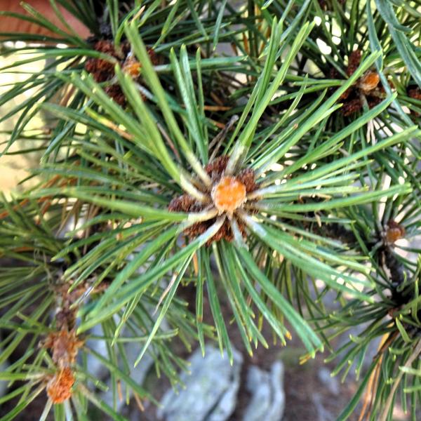 Pinus mugo subsp. uncinata (Ramond ex DC.) Domin [1936] [nn49661] par Alain Bigou le 04/09/2025 - Font-Romeu-Odeillo-Via