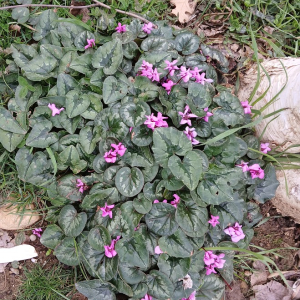 Cyclamen L. [1753] [nn86266] par Gentia le 15/02/2026 - Lyon
