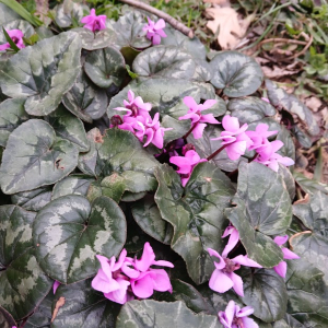 Cyclamen L. [1753] [nn86266] par Gentia le 15/02/2026 - Lyon