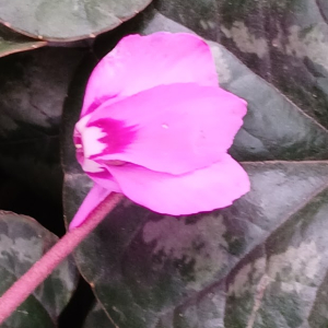 Cyclamen L. [1753] [nn86266] par Gentia le 15/02/2026 - Lyon