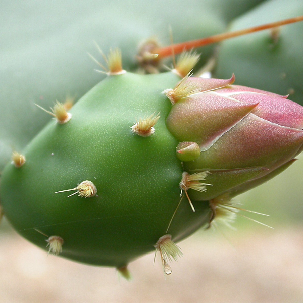Opuntia ficus-indica (L.) Mill. [1768] [nn45621] par Michel DÉmares le 11/02/2004 - Toulon