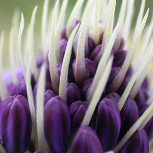 Scilla peruviana L. [1753] [nn61507] par Michel DÉmares le 04/02/2006 - Toulon