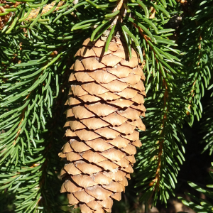 Picea abies (L.) H.Karst. [1881] [nn75288] par Alain Bigou le 04/09/2025 - Font-Romeu-Odeillo-Via