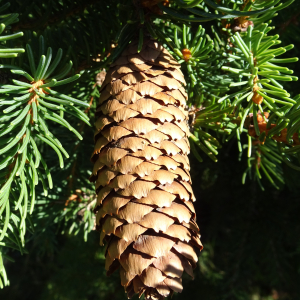 Picea abies (L.) H.Karst. [1881] [nn75288] par Alain Bigou le 04/09/2025 - Font-Romeu-Odeillo-Via