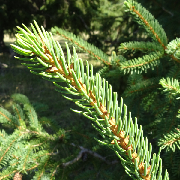 Picea abies (L.) H.Karst. [1881] [nn75288] par Alain Bigou le 04/09/2025 - Font-Romeu-Odeillo-Via