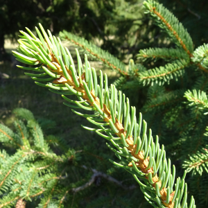 Picea abies (L.) H.Karst. [1881] [nn75288] par Alain Bigou le 04/09/2025 - Font-Romeu-Odeillo-Via