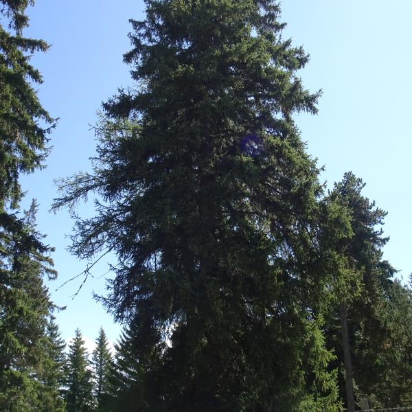 Picea abies (L.) H.Karst. [1881] [nn75288] par Alain Bigou le 04/09/2025 - Font-Romeu-Odeillo-Via