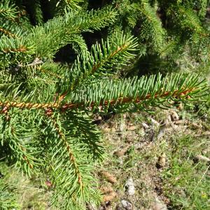 Picea abies (L.) H.Karst. [1881] [nn75288] par Alain Bigou le 04/09/2025 - Font-Romeu-Odeillo-Via