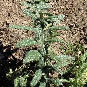Cirsium eriophorum (L.) Scop. [1772] [nn17573] par Alain Bigou le 04/09/2025 - Font-Romeu-Odeillo-Via