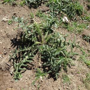 Cirsium eriophorum (L.) Scop. [1772] [nn17573] par Alain Bigou le 04/09/2025 - Font-Romeu-Odeillo-Via