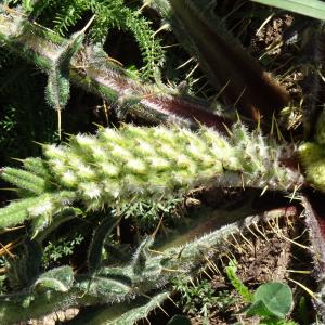 Cirsium eriophorum (L.) Scop. [1772] [nn17573] par Alain Bigou le 04/09/2025 - Font-Romeu-Odeillo-Via