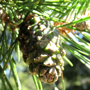 Pinus sylvestris L. [1753] [nn49702] par Alain Bigou le 04/09/2025 - Font-Romeu-Odeillo-Via
