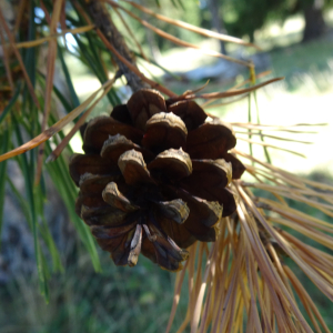 Pinus sylvestris L. [1753] [nn49702] par Alain Bigou le 04/09/2025 - Font-Romeu-Odeillo-Via