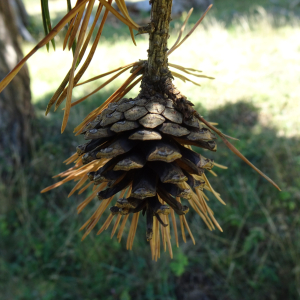 Pinus sylvestris L. [1753] [nn49702] par Alain Bigou le 04/09/2025 - Font-Romeu-Odeillo-Via