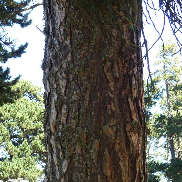 Pinus sylvestris L. [1753] [nn49702] par Alain Bigou le 04/09/2025 - Font-Romeu-Odeillo-Via