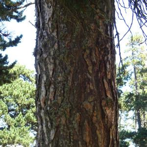 Pinus sylvestris L. [1753] [nn49702] par Alain Bigou le 04/09/2025 - Font-Romeu-Odeillo-Via
