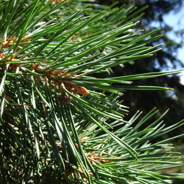 Pinus sylvestris L. [1753] [nn49702] par Alain Bigou le 04/09/2025 - Font-Romeu-Odeillo-Via
