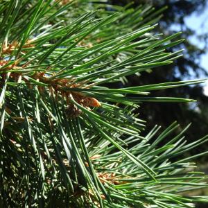 Pinus sylvestris L. [1753] [nn49702] par Alain Bigou le 04/09/2025 - Font-Romeu-Odeillo-Via