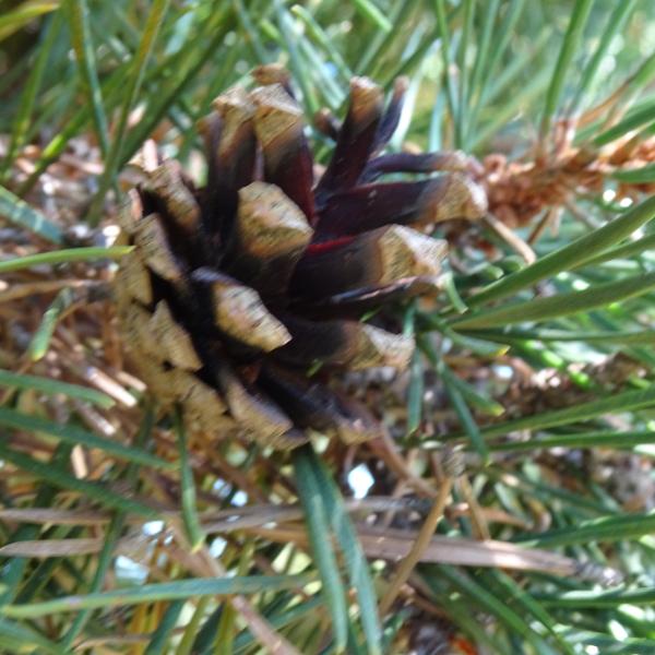 Pinus sylvestris L. [1753] [nn49702] par Alain Bigou le 04/09/2025 - Font-Romeu-Odeillo-Via