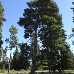 Pinus sylvestris L. [1753] [nn49702] par Alain Bigou le 04/09/2025 - Font-Romeu-Odeillo-Via