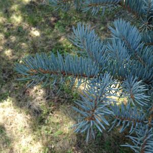 Picea pungens Engelm. [1879] [nn49309] par Alain Bigou le 04/09/2025 - Font-Romeu-Odeillo-Via