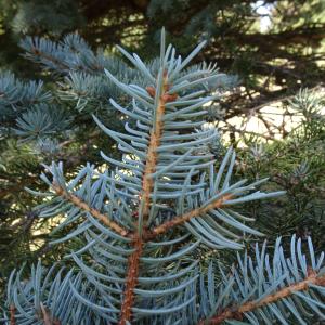 Picea pungens Engelm. [1879] [nn49309] par Alain Bigou le 04/09/2025 - Font-Romeu-Odeillo-Via